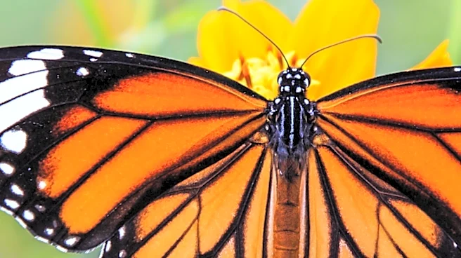 Monarch Butterfly Conservation Efforts Focus on Late-Season Nectar Plants and Milkweed to Support Migration