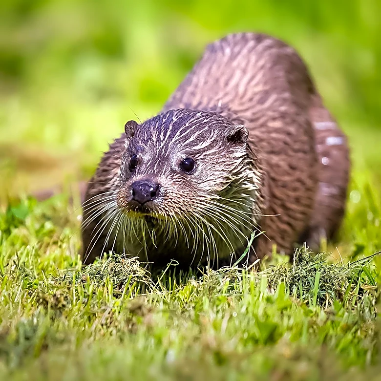 Alaska Department of Fish and Game Issues River Otter Alert Following Two Attacks in Anchorage