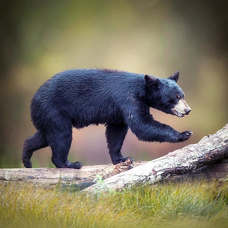 North Asheville Resident Encounters Bear Inside Home, Prompts Safety Measures