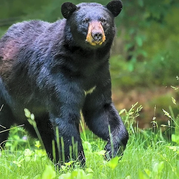 Buncombe County Resident Hospitalized After Bear Encounter in Home