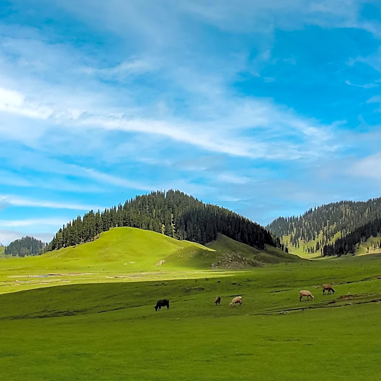 Cattle Inadvertently Graze in Yellowstone National Park, Highlighting Federal Land Use Conflicts
