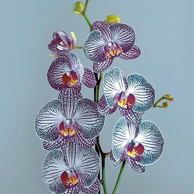 Charles Darwin's Orchid Obsession and the Evolution of Scientific Understanding