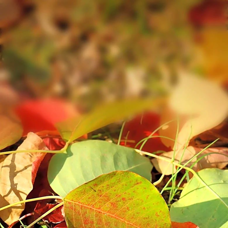 Farmers' Almanac Releases 2026 Fall Foliage Forecast for U.S. Leaf Peeping