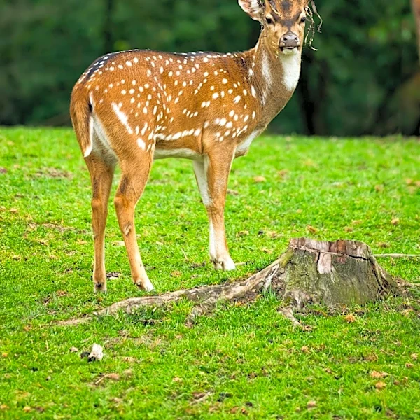 Maui Nui Venison Transforms Invasive Axis Deer into Food Source Amidst Hawaii's Environmental Crisis