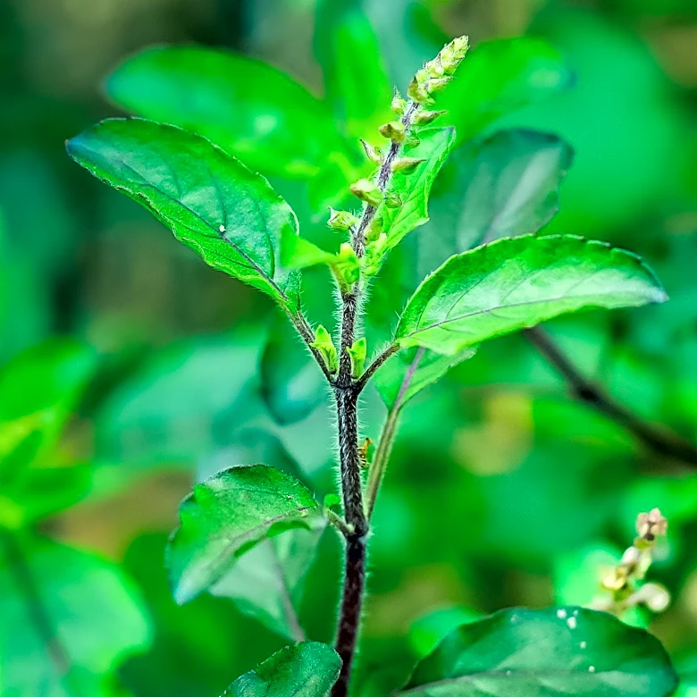 Buddleja alternifolia Exhibits Extensive CCD4 Gene Expansion and Diversification for Crocetin Biosynthesis