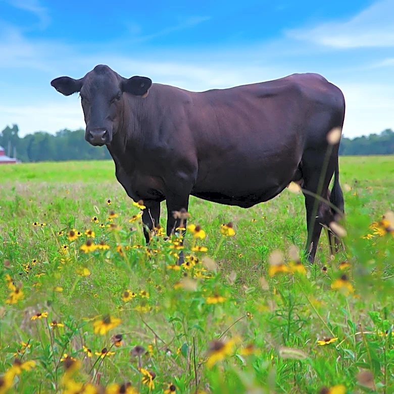 Montezuma County Launches Community Bison Program to Combat Food Insecurity with Locally Sourced Protein