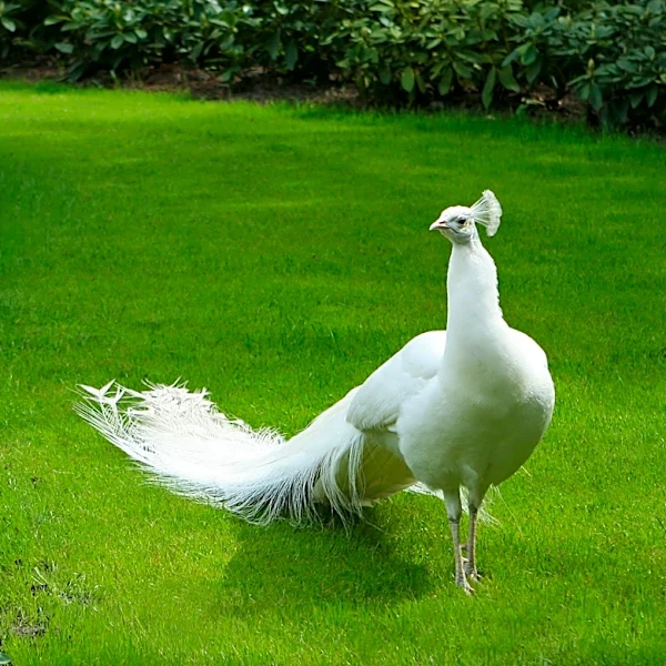 USPS Mail Carrier Accused of Injuring Albino Peacock in Pasadena