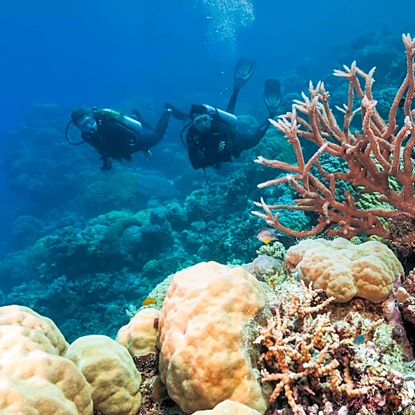 Scientists Collect Coral Larvae to Restore Florida Reefs After Spawning Event