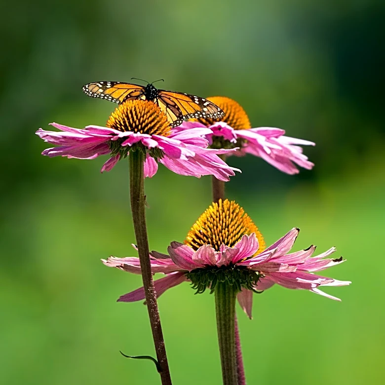Experts Detail Seven Ways U.S. Gardeners Can Support Monarch Butterfly Migration in August