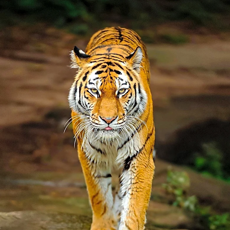 Netflix Documentary 'Tiger King' Revives Mystery of Don Lewis's Disappearance