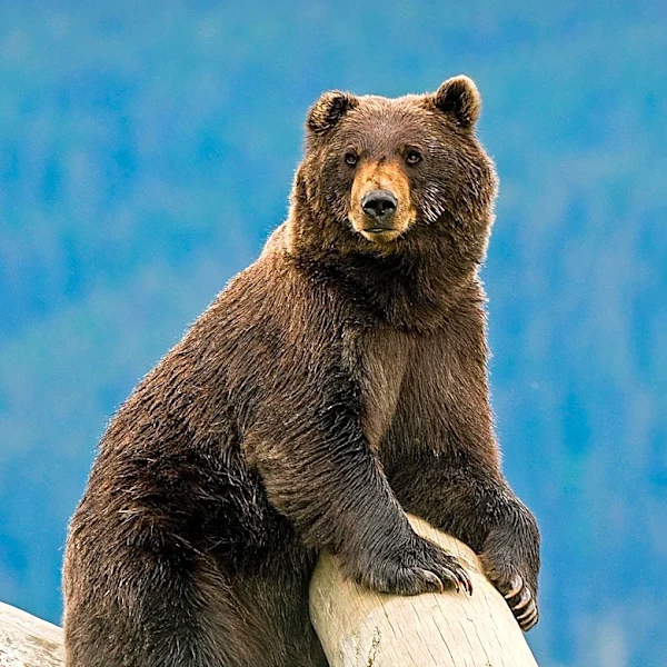 Idaho Leaders and Conservationists Clash Over Proposed Grizzly Bear Management Shift