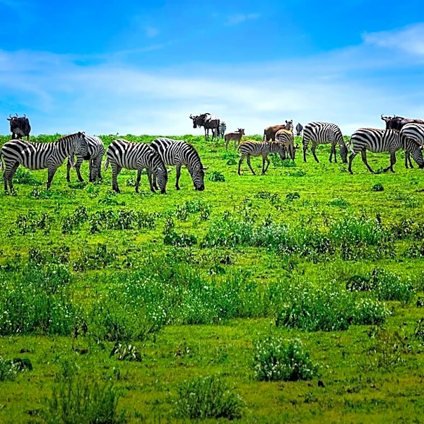 Texas Man Restores 5,500-Acre Ranch, Revitalizing Grasslands and Wildlife