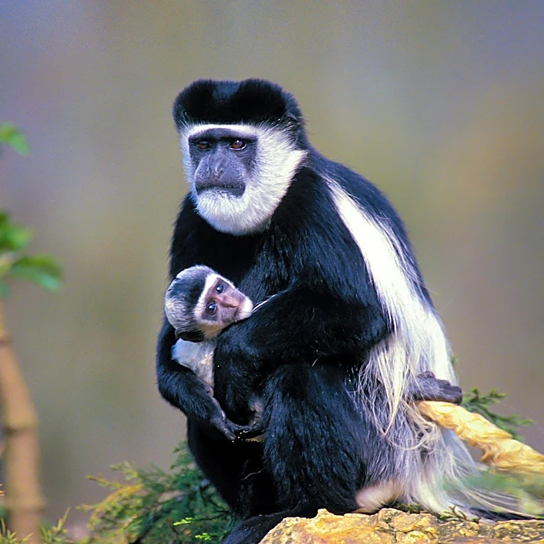 New Monkey Species, Colobus Congoensis, Identified in Democratic Republic of Congo, Faces Immediate Extinction Threat