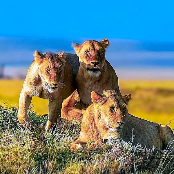Steyn Group Seeks Wildlife Conservation Manager for Shambala Private Game Reserve
