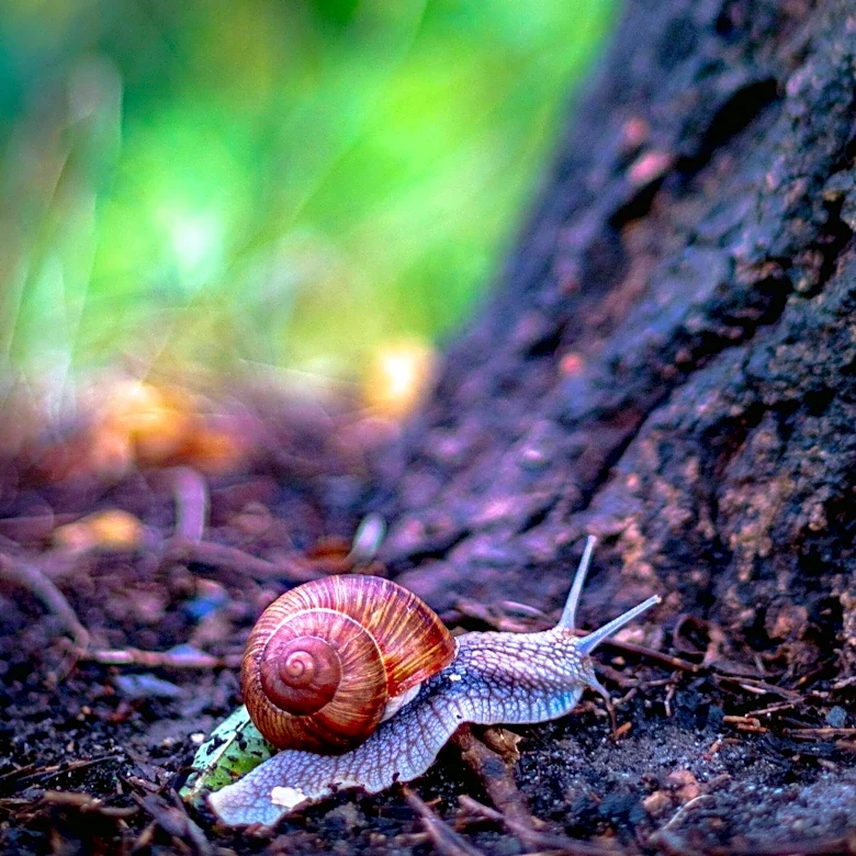 Self-Cloning Invasive Snails Discovered in Northern Colorado's Carter Lake