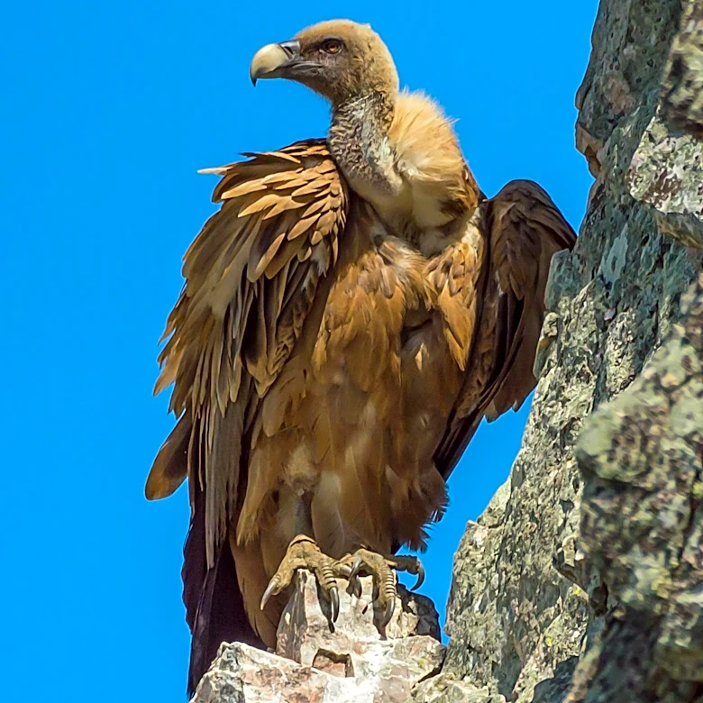 Giant Vulture Delays Ryanair Flight in Greece After Landing on Aircraft