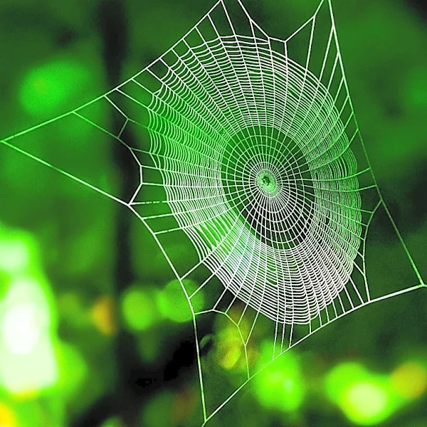Spider Webs Function as External Ears, Inspiring New Microphone Technology
