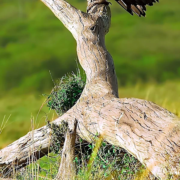 Black Vulture Documented Incubating Snail Shell in Brazil, First Recorded Instance of Pseudo-Egg Incubation for Species