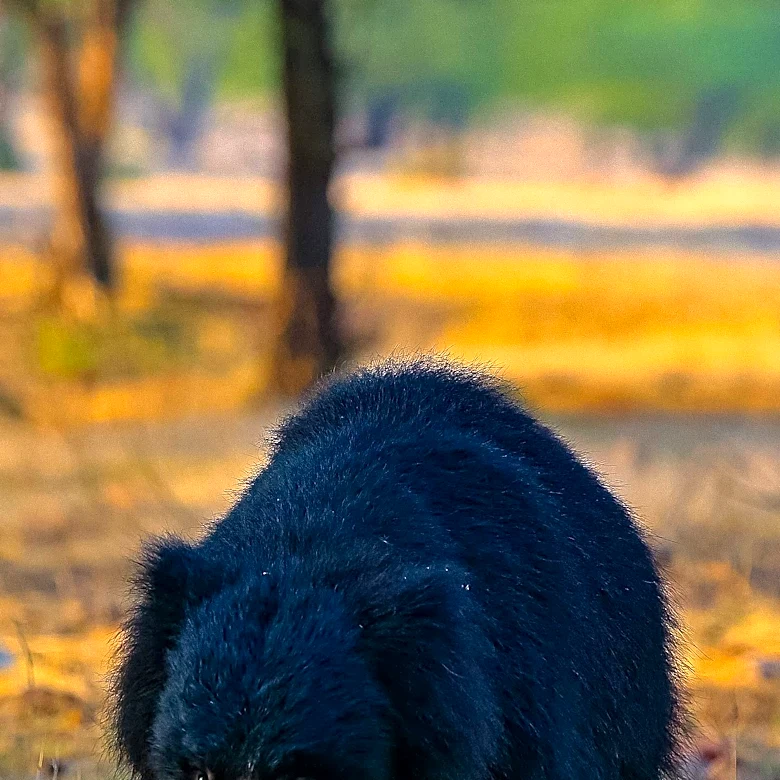 Nevada Department of Wildlife Utilizes Karelian Bear Dogs with GoPros to Deter Bears from Tahoe Neighborhoods