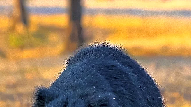 Nevada Department of Wildlife Utilizes Karelian Bear Dogs with GoPros to Deter Bears from Tahoe Neighborhoods