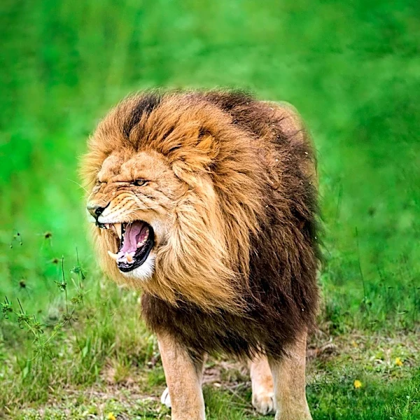 Detroit Zoo Lions Engage in Rare Public Confrontation, Visitors Witness Aggressive Interaction