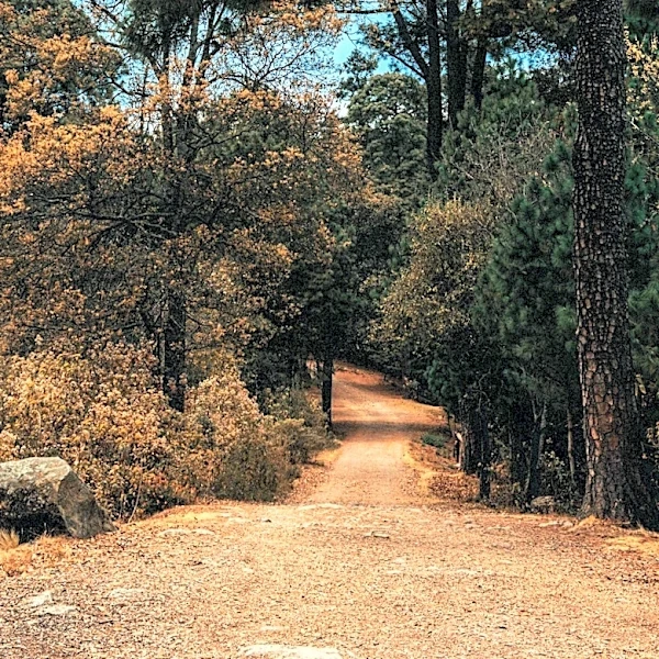 Derry Police Investigate Assault on New Hampshire Walking Trail