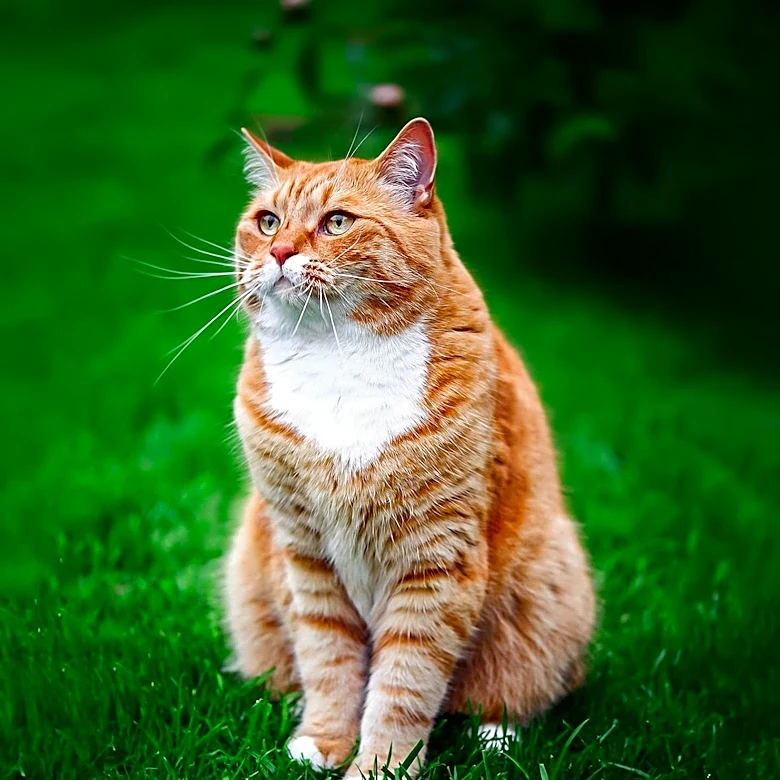 New Study Decodes Chemical 'Messages' in Cat Urine for Feline Identification