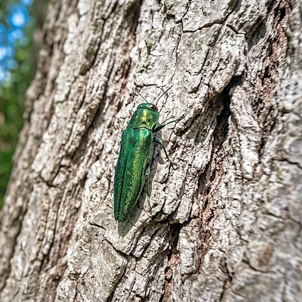 Emerald Ash Borer Confirmed in Washington State, Threatening Ash Tree Populations