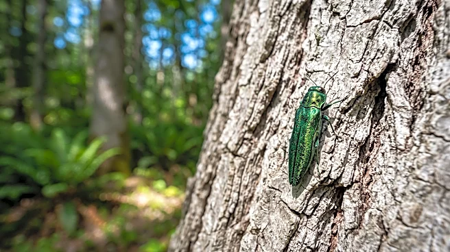 Emerald Ash Borer Confirmed in Washington State, Threatening Ash Tree Populations