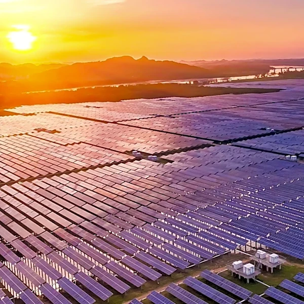 China's Solar Power Expansion Linked to Decline in Bird Diversity