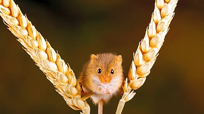 Wild Mice Identified as Reservoirs for Antibiotic Resistance Genes on Farms