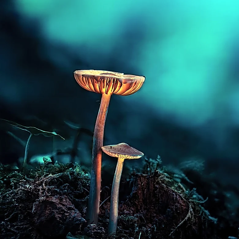Maine Man Arrested for Operating Clandestine Drug Lab Producing Psilocybin Mushrooms and Other Substances