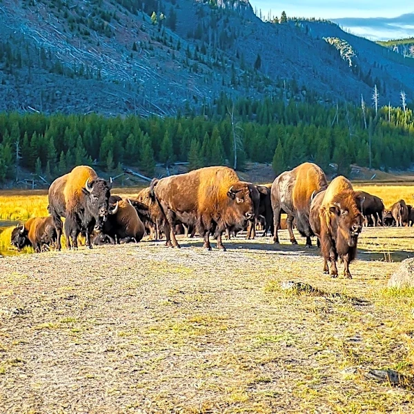 Montezuma County Bison Ranchers Launch Program to Combat Food Insecurity with Locally Sourced Protein
