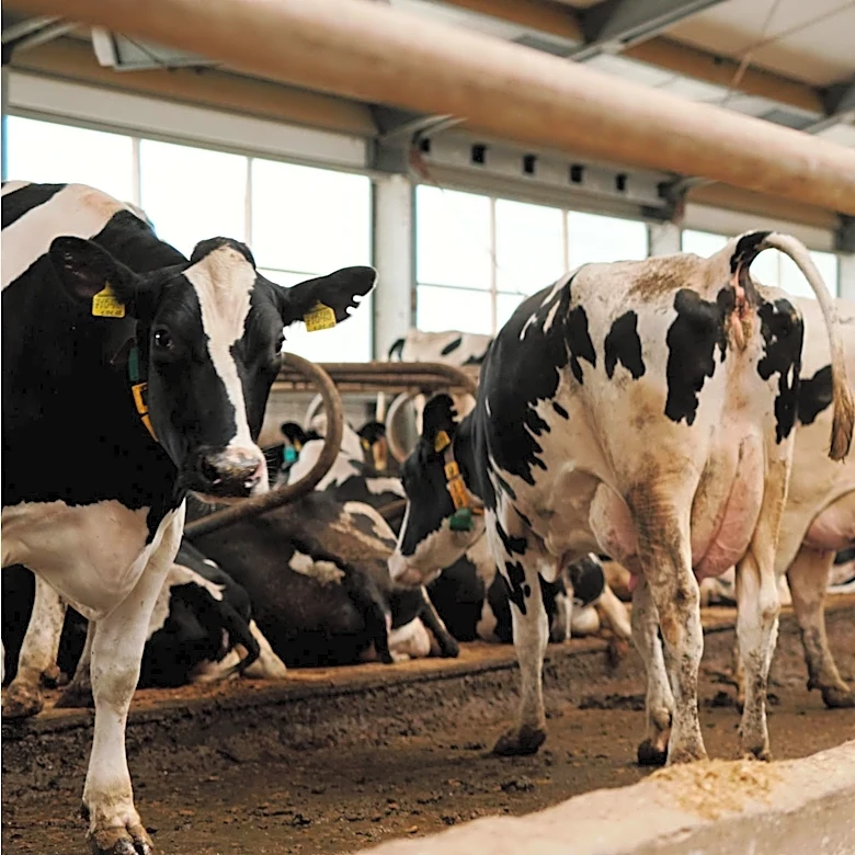 Senator Sanders Accuses Dairy Farmers of America of Illegal Union Busting in St. Albans Creamery Closure