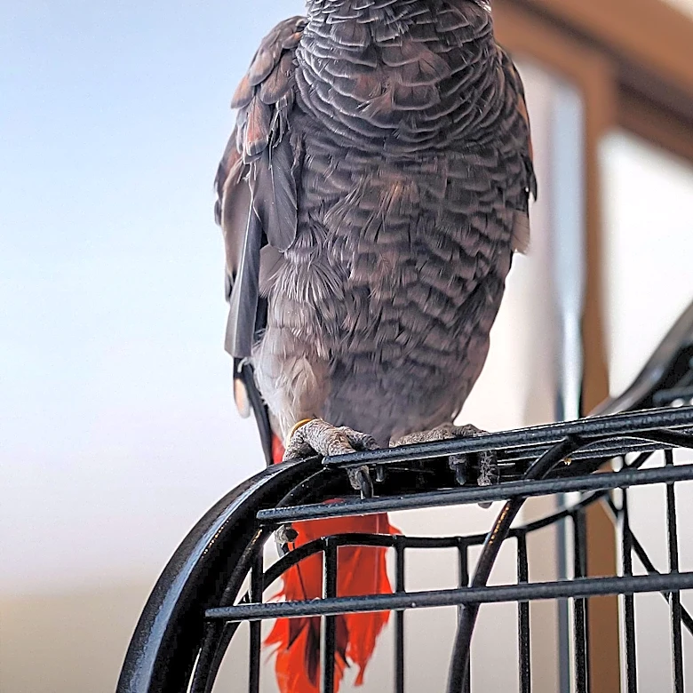 Authorities Seize 30 Animals from Condemned Brooklyn Park Home, Owner Faces Charges