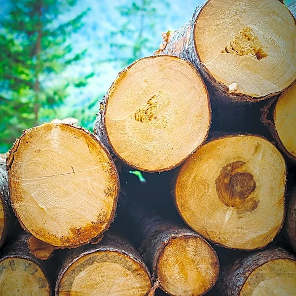 Vermont Officials Seek Solutions for Forest Industry After New York Mill Closure Impacts Pulpwood Market