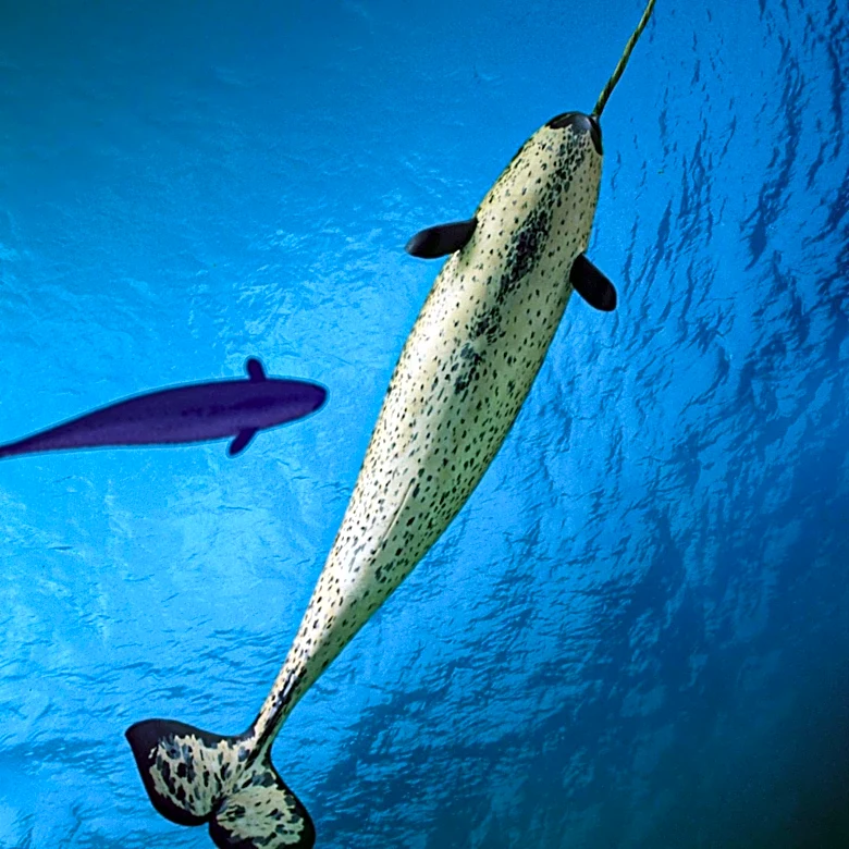 Narwhal Tusk Reveals Double Helix Structure, Explaining Unique Strength and Form