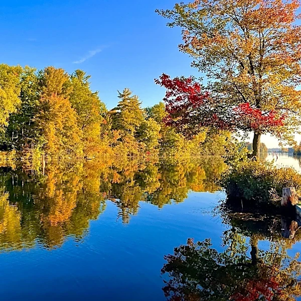 Arkansas Department of Agriculture Reports Early Fall Colors in Stressed Trees Across Eastern Arkansas