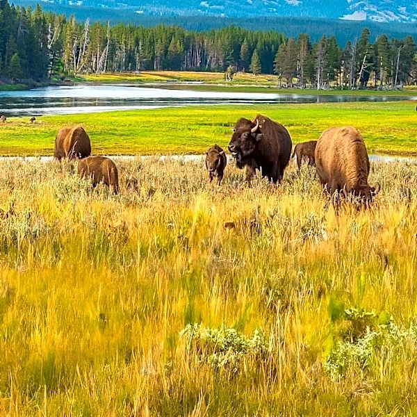 Tourists Dangerously Approach Bison, Prompting Public Safety Concerns