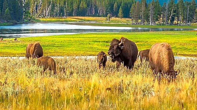 Tourists Dangerously Approach Bison, Prompting Public Safety Concerns