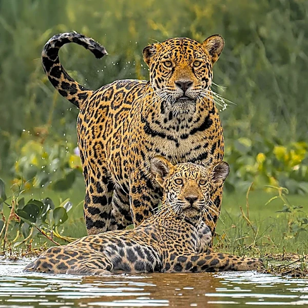 Tourists Witness Jaguar-Puma Conflict in Brazilian Wetlands, Revealing Predator Dynamics