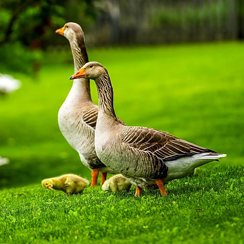 U.S. Fish and Wildlife Service Shares Images of Day-Old Goslings Leaping from Nests