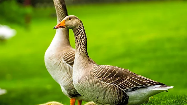 U.S. Fish and Wildlife Service Shares Images of Day-Old Goslings Leaping from Nests