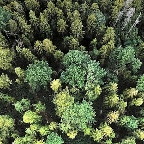Natural Forest Regrowth Offers Cost-Effective Path to Climate and Biodiversity Goals