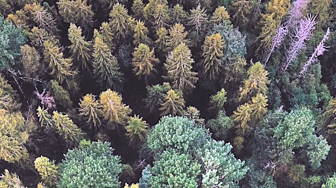 Natural Forest Regrowth Offers Cost-Effective Path to Climate and Biodiversity Goals