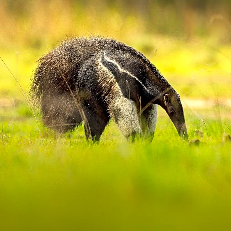Giant Anteaters Alter Behavior in Response to Rising Temperatures, Study Reveals