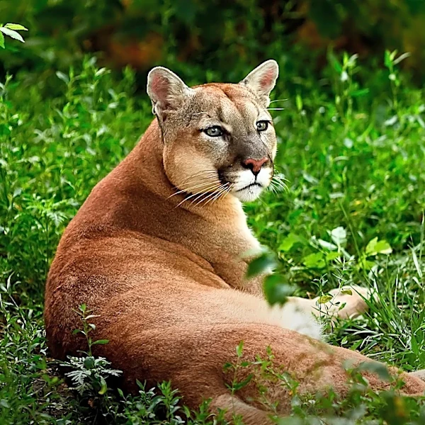 NC Zoo Announces Death of 12-Year-Old Cougar, Heath, Due to Chronic Kidney Disease