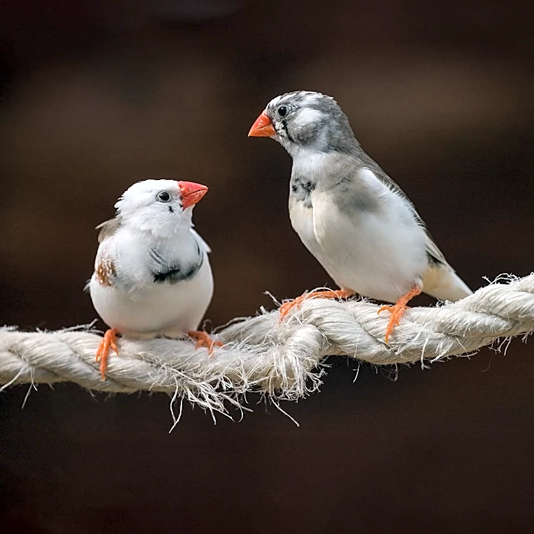 Neuroscientist Decodes Zebra Finch Chatter, Creating 'Audio Dictionary' of Meanings