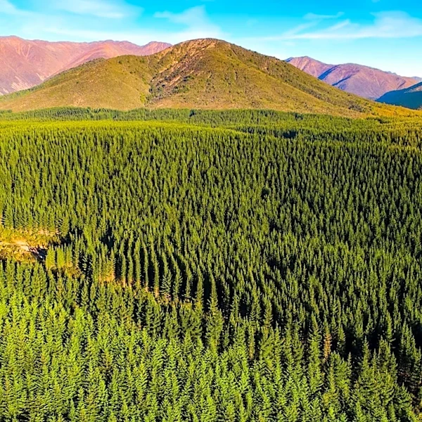 Trump Administration Moves to Repeal Roadless Rule, Opening National Forests to Development