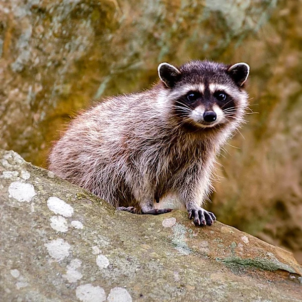 New England Wildlife Center Captures Raccoon Play-Wrestling on Camera in Renovated Outdoor Enclosure